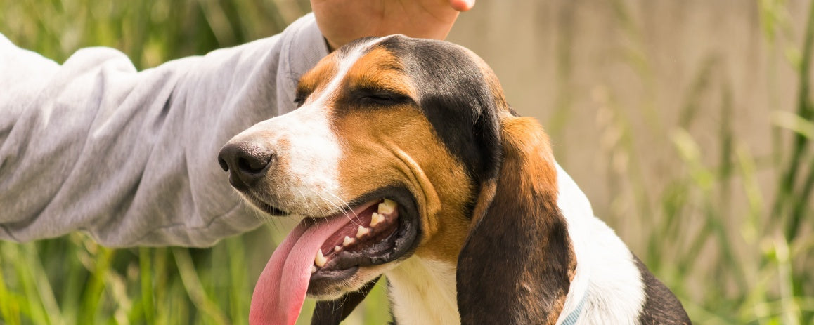 The Benefits of Positive Reinforcement: Rewarding Your Way to a Well-Behaved Dog