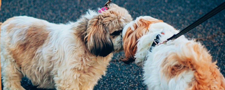 The Best Way to Introduce Your Puppy to other pets