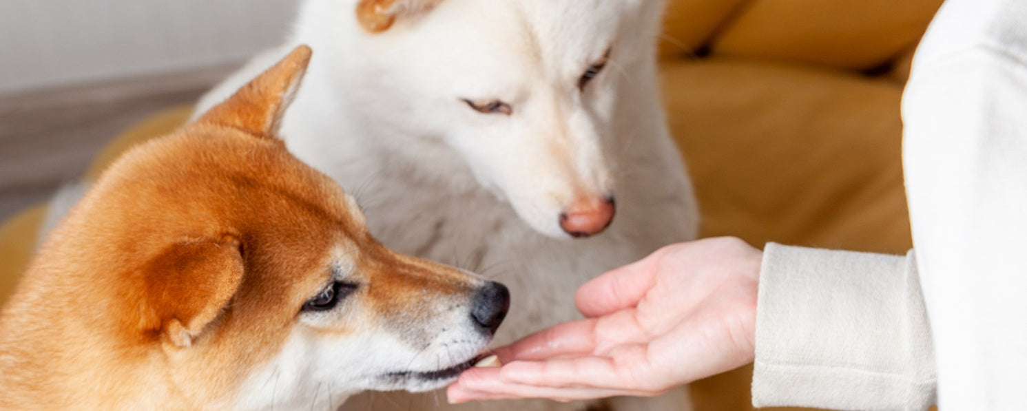 The Power of Probiotics: Improving Your Dog’s Gut Health