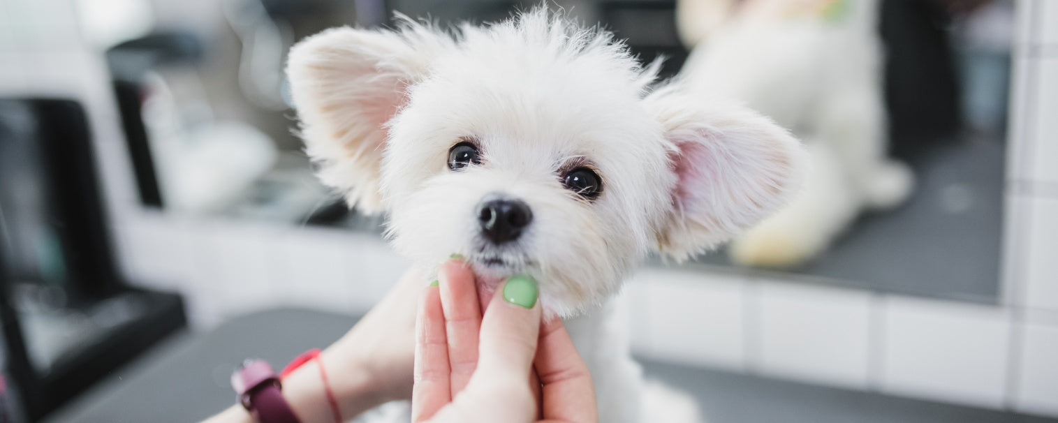 The Ultimate Guide to Routine Health Care for Dogs
