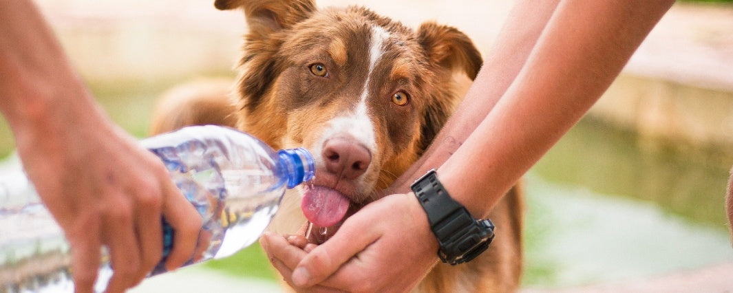 Tips to Keep Your Dog Hydrated Safely