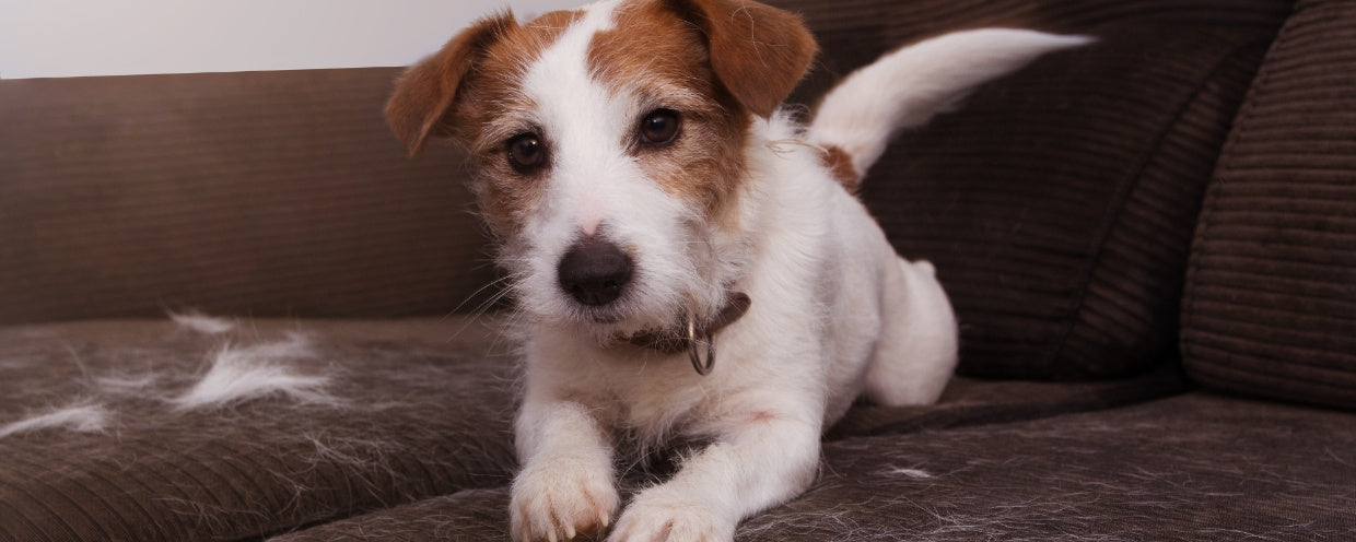 Tired of Dog Hair Everywhere? 8 Proven Tips to Reduce Shedding