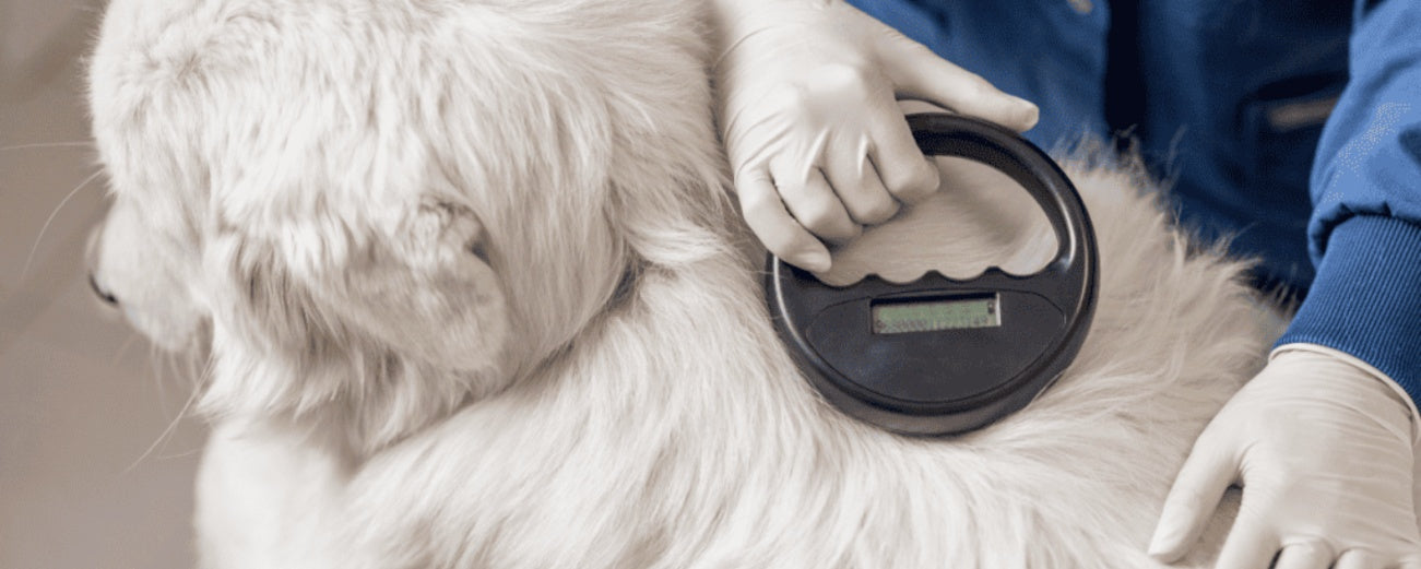 Top 5 Ways Microchipping Protects Your Beloved Pet
