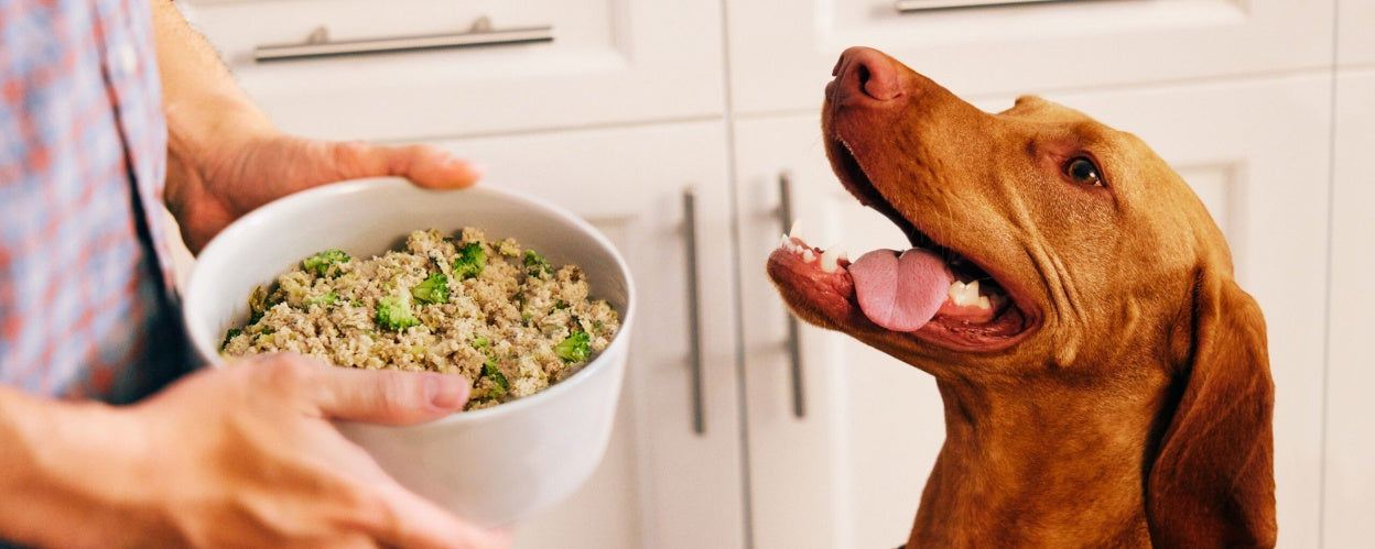 Top Tips for Selecting Dog Food to Support Weight Loss