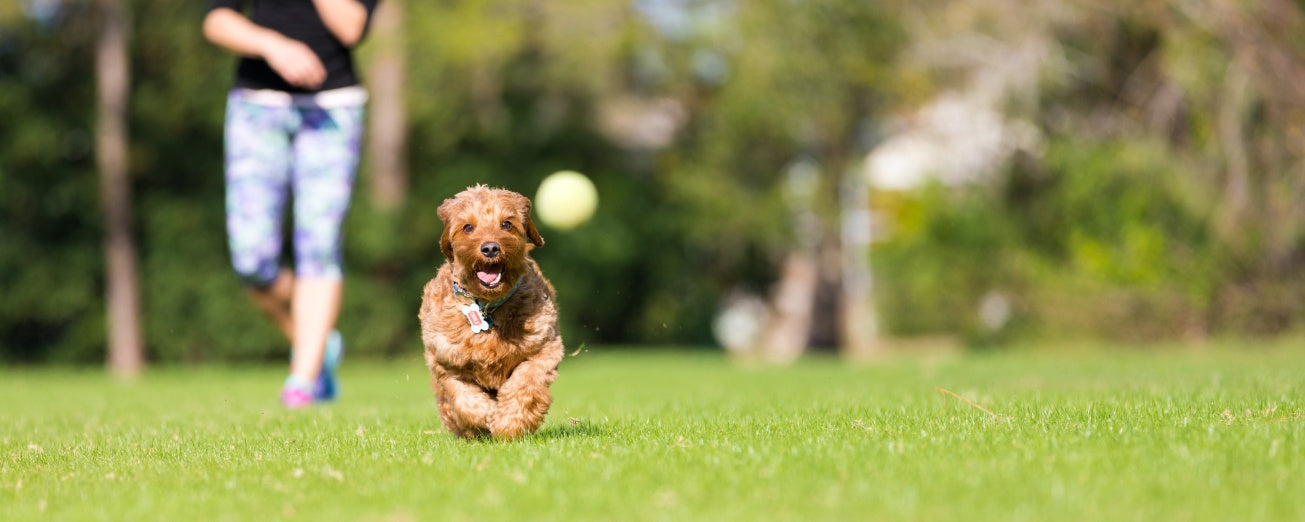 Top Ways to Keep Your Dog Active: Best Exercise Tips