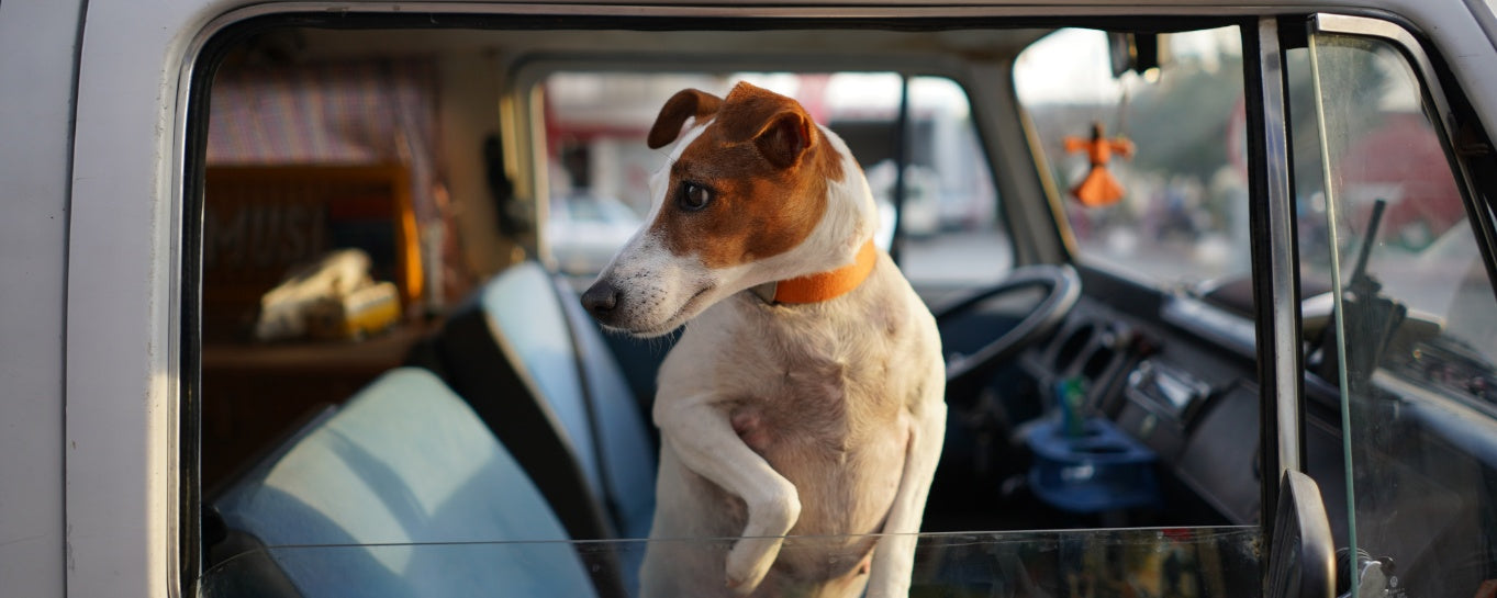 Ultimate Dog Travel Tips: Everything You Need to Know
