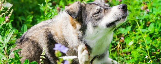 Understanding Food Allergies and Intolerances in Dogs: Symptoms and Solutions