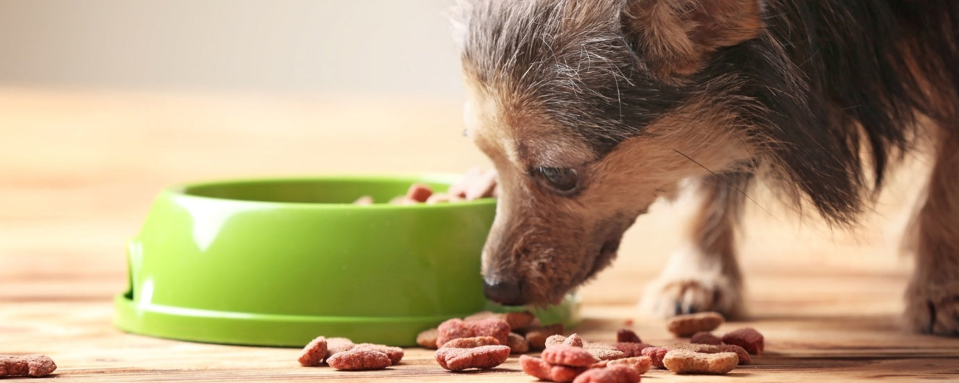 Wet vs. Dry Dog Food: Which is Best for Your Pet?