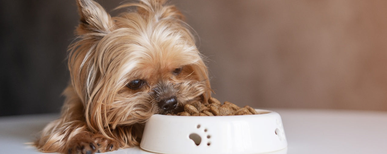What Not to Feed Your puppy: A List of Harmful Foods