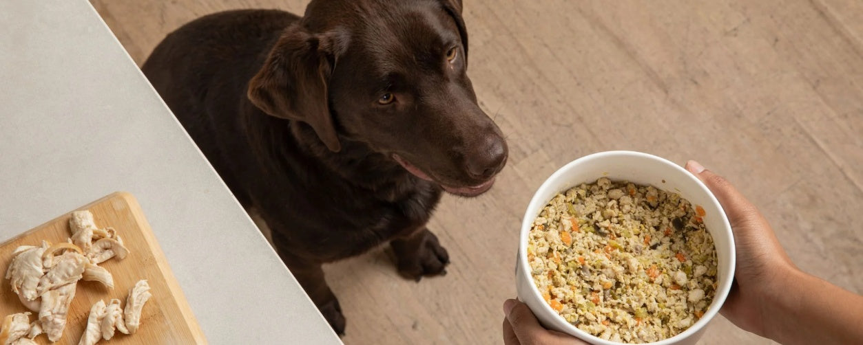 What to Feed Your Dog with a Sensitive Stomach: Top Food Choices