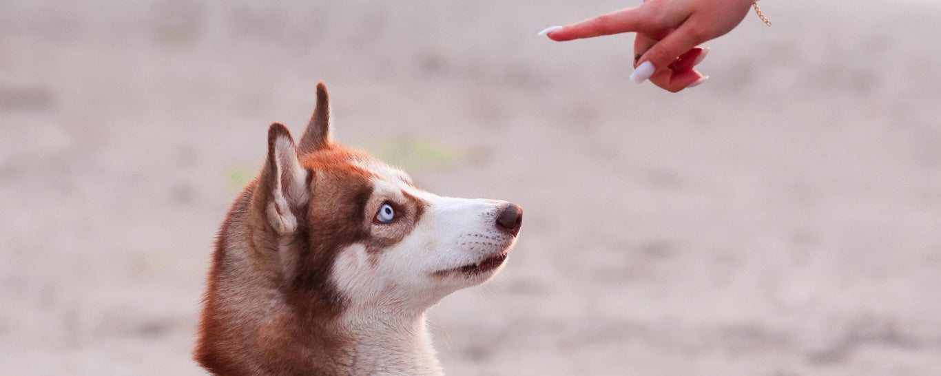 When Your Dog Won’t Listen: Reasons and Solutions