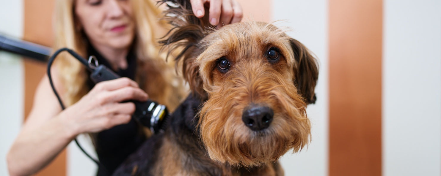 When to Groom Your Dog: Signs You Shouldn’t Ignore