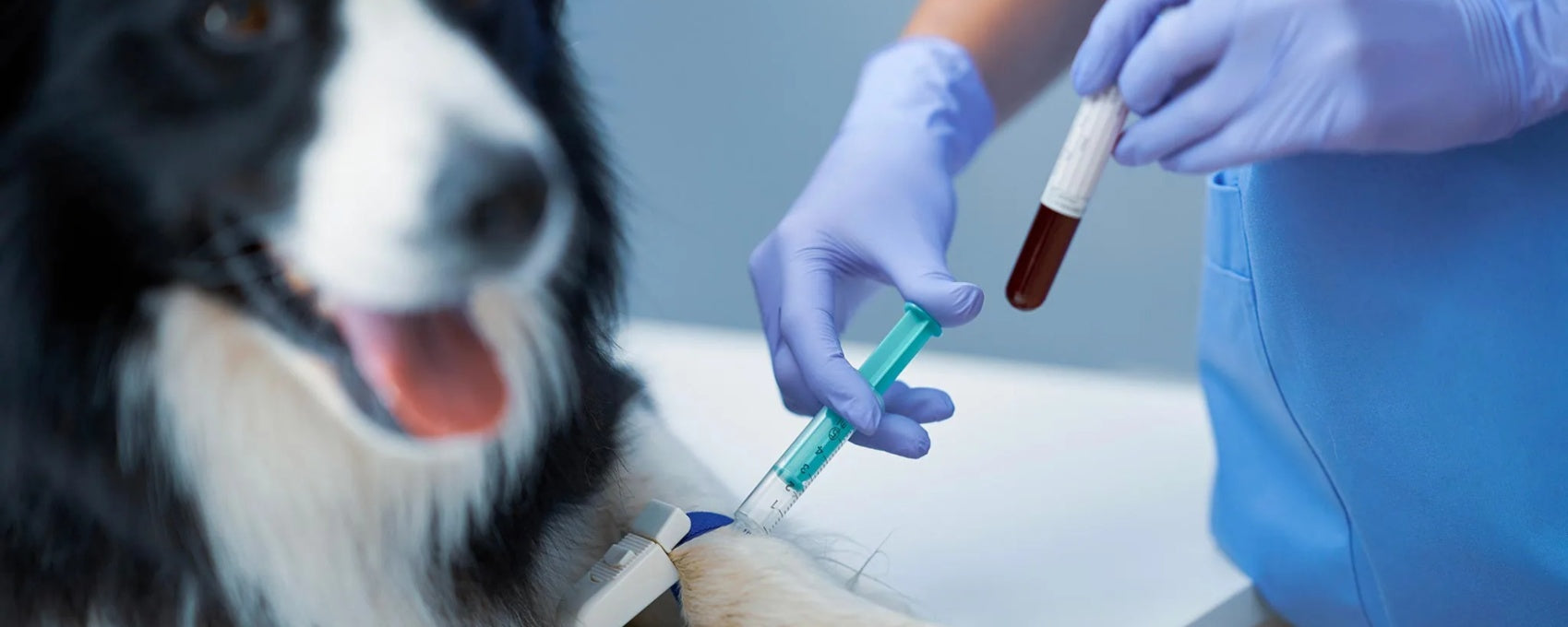 Why Blood Work Is Essential for Your Dog’s Health