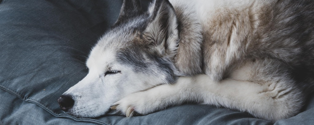 Why Does My Senior Dog Sleep So Much? Tips for Pet Owners