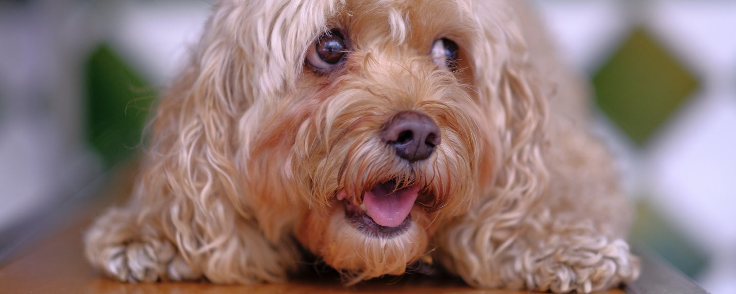 Why Your Dog Locks Eyes with You During Bathroom Time