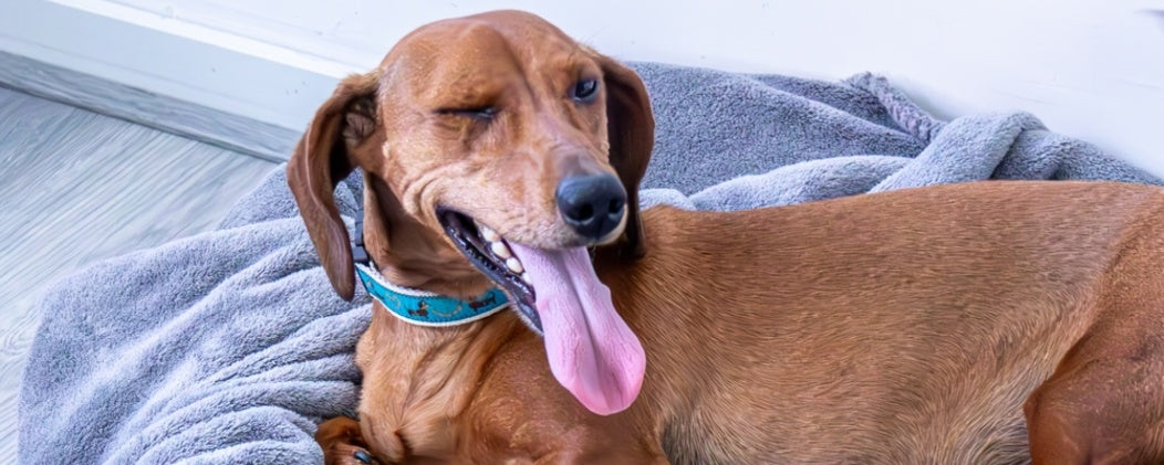 Why Your Dog Pants: Normal Behavior or Cause for Concern?