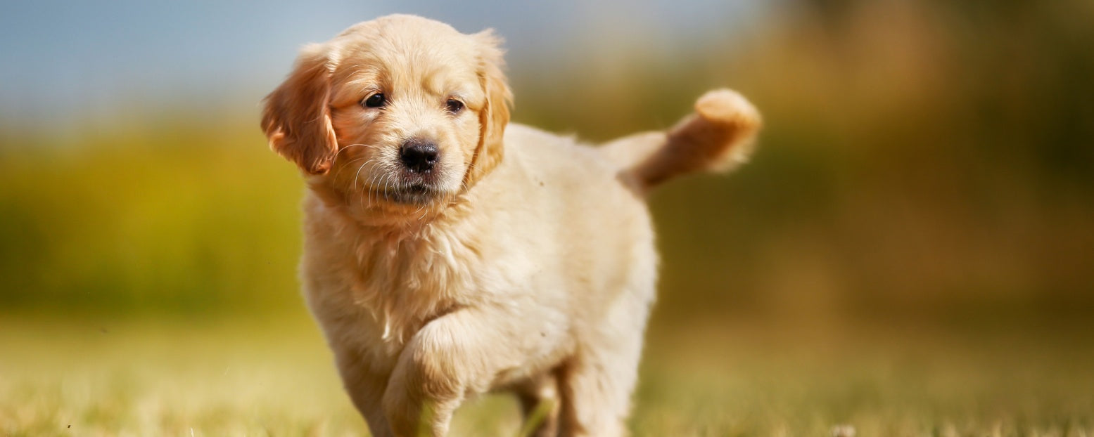 Your Guide to Solving the Most Common Puppy Challenges