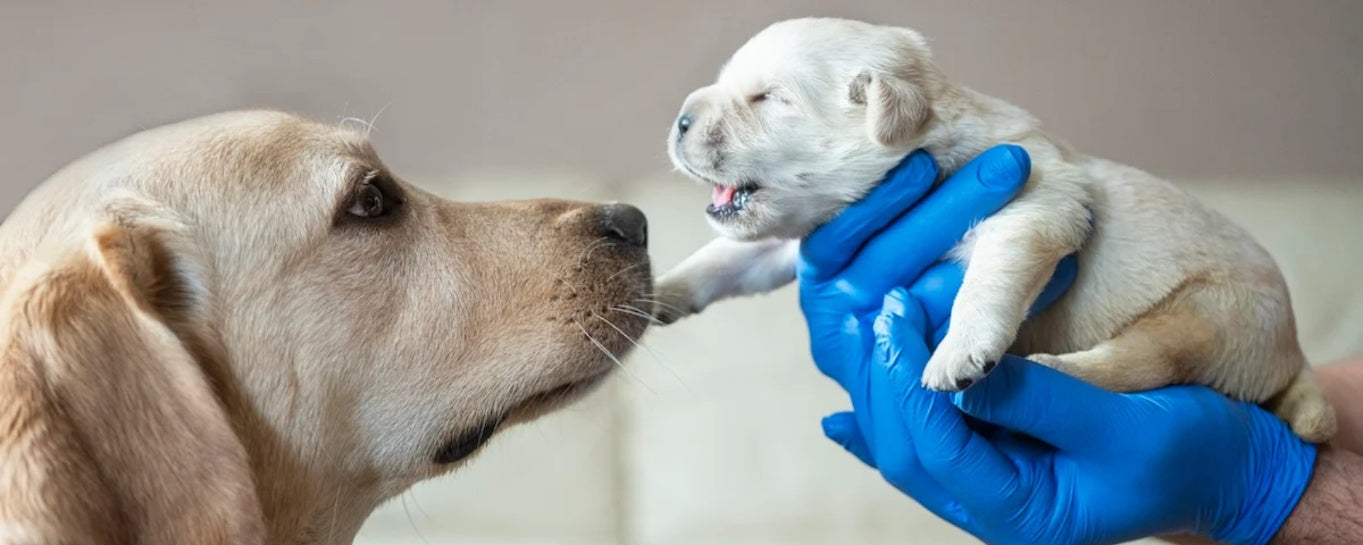 Your Newborn Puppy: Essential Care Tips for Weeks 0-7