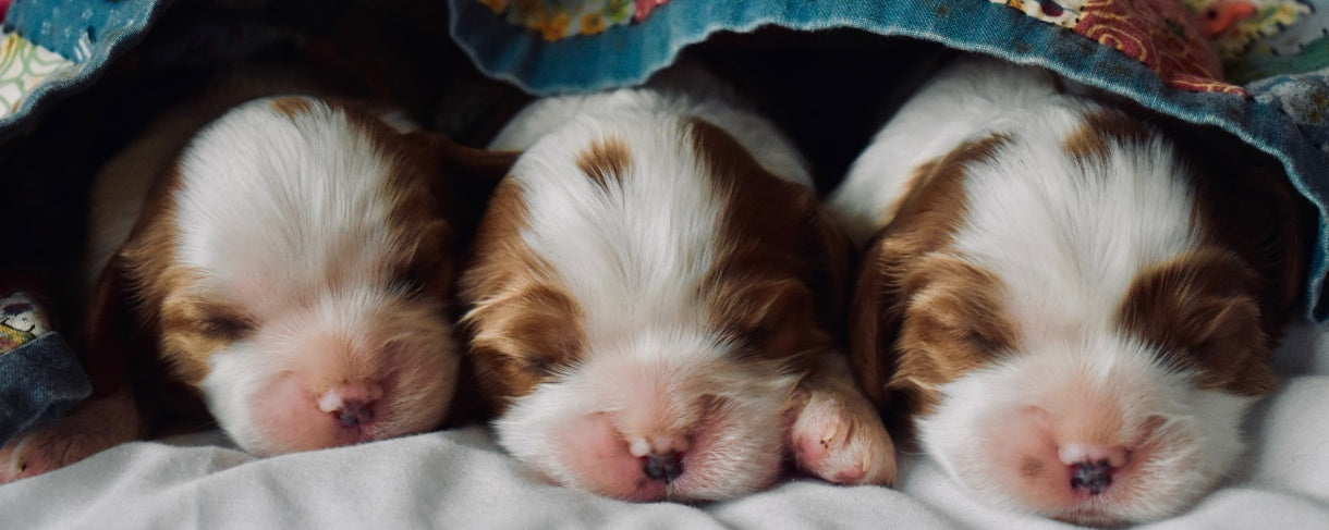 Your Puppy’s Growth Journey: What to Expect in Months 6-9