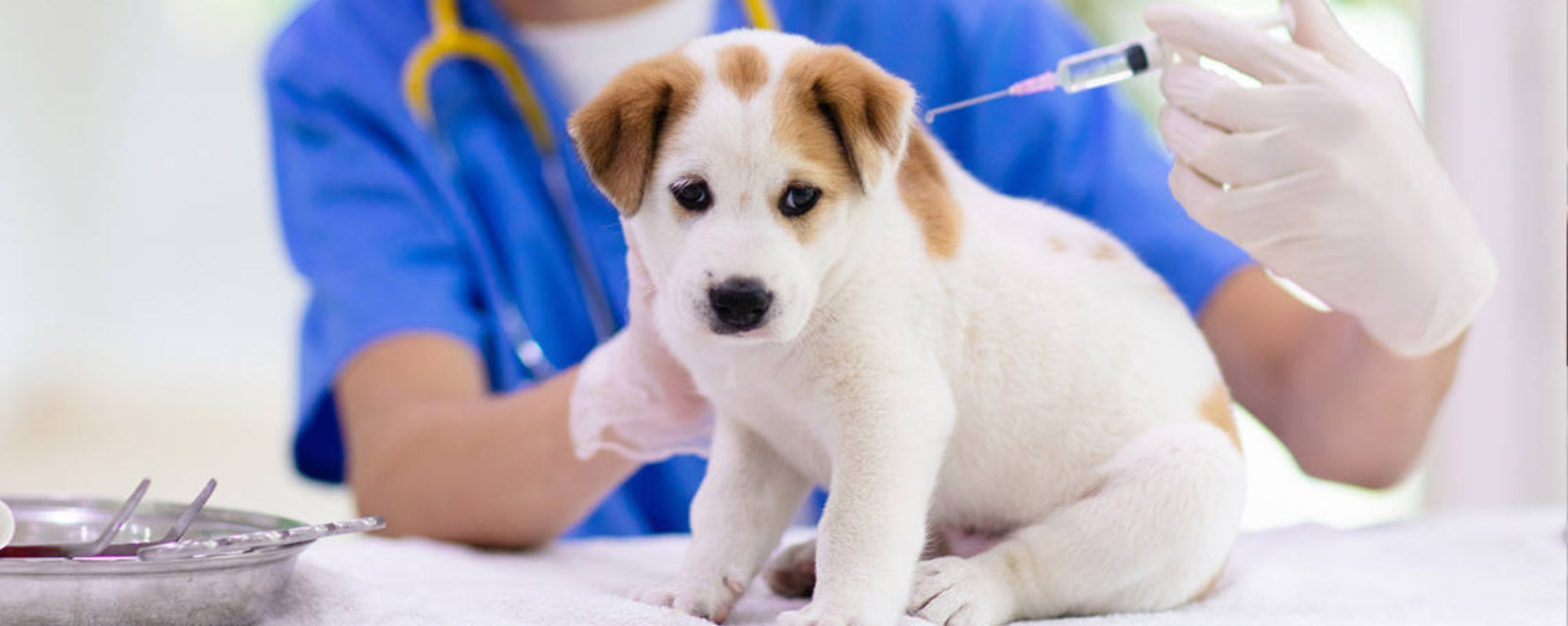 Your Puppy’s Vaccination Schedule: What Shots to Get and When