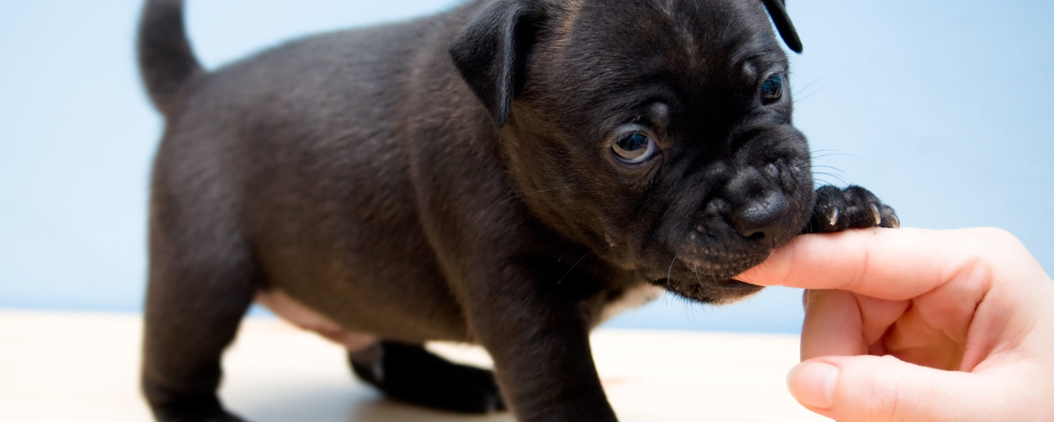 Your Ultimate Puppy Training Timeline: A Week-by-Week Guide