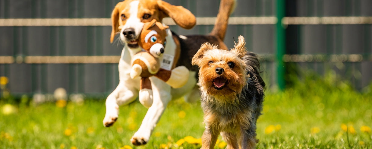 Gentle Playtime Ideas for Your Senior Dog