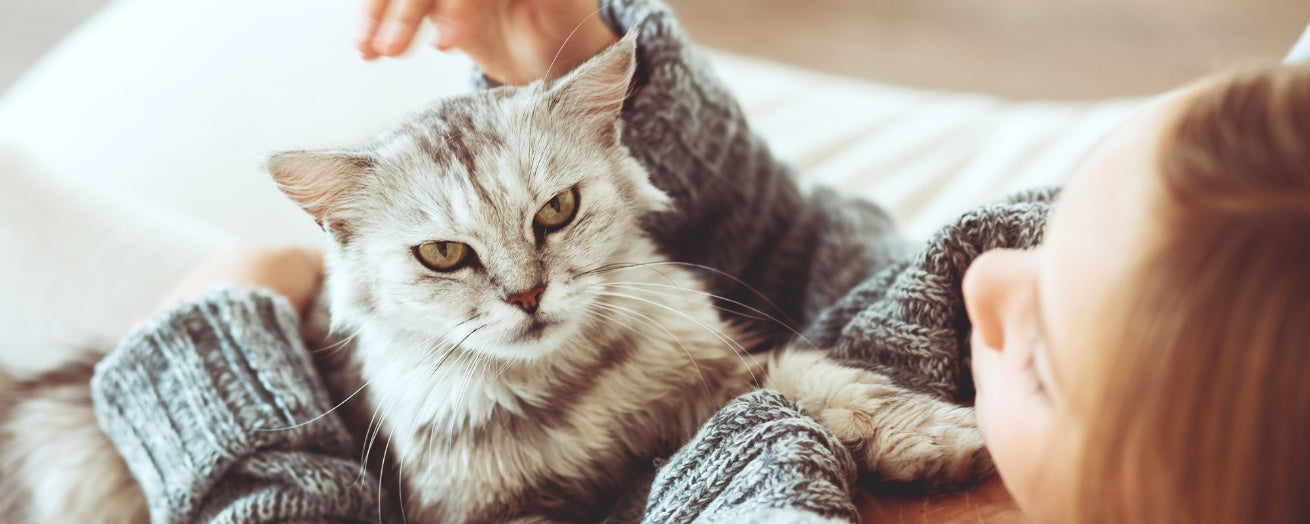 "Cat Lifespan and Care: Tips for Every Life Stage"