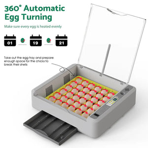 Automated egg incubator with eggs inside on a white background