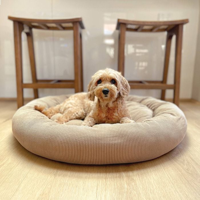 Dog sitting on a round beige pet bed in a room with wooden flooring and furniture.