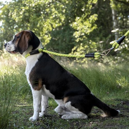 Flamingo - 100 x 1.2cm Yellow Rimo Dog Leash - petservo