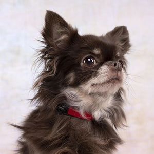 Flamingo - Large Red Ziggi Dog Collar - petservo