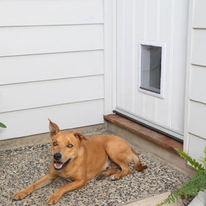 Dog sitting outside a house with a Essential pet door white at Pet Servo