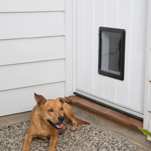 Dog sitting outside a house with a pet door in the wall.