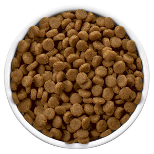 White bowl filled with brown dog food on a white background