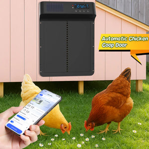 Automatic chicken coop door with smartphone control and chickens in a grassy area.