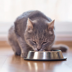 Beaphar - Kidney Diet Taurine 100gm - Petservo-3