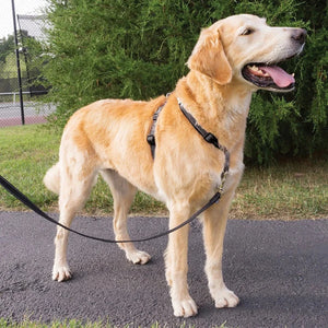 PetSafe - Black 3-In-1 Harness And Car Restraint - petservo