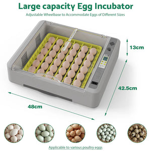 Egg incubator with eggs and dimensions on a white background