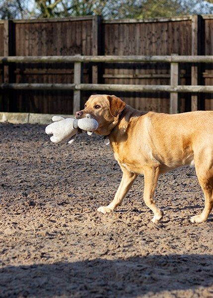 Shop online Rosewood - Bowie Bear Dog Toy - Pet Servo