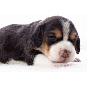 Beaphar - Feeding Syringes - petservo