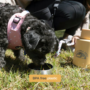 Dog drinking from a metal bowl outdoors with a person and a yellow container in the background.