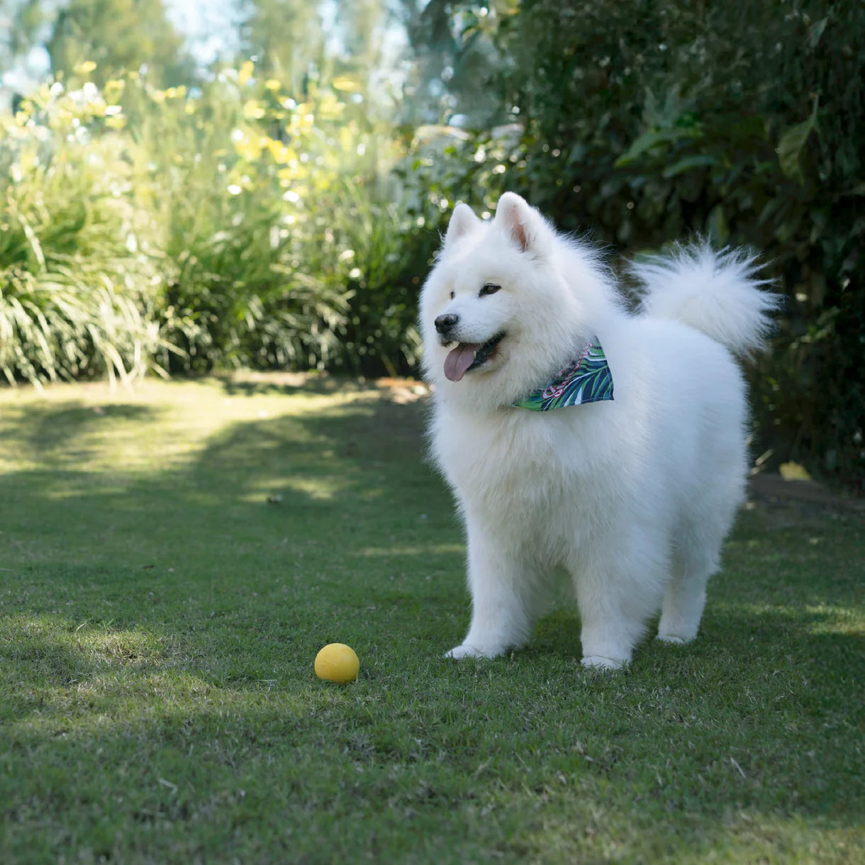 White dog with a colorful bandana standing on grass next to a yellow ball