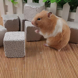 Hamster exploring textured blocks on a wooden floor at Pet Servo
