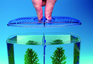 Hand opening a blue lid on a small aquarium with green plants against a blue background at Pet Servo