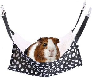 Guinea pig in a black and white polka dot hammock against a white background at Pet Servo