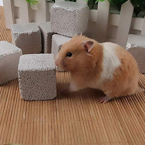 Hamster interacting with concrete blocks on a wooden surface at Pet Servo