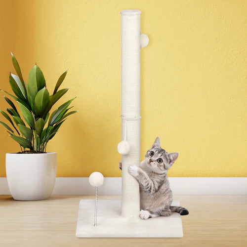Cat playing with a scratching post against a yellow wall at Pet Servo