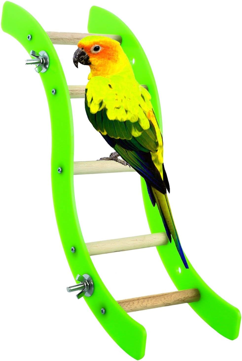 Parrot perched on a green and wooden bird ladder against a white background at Pet Servo