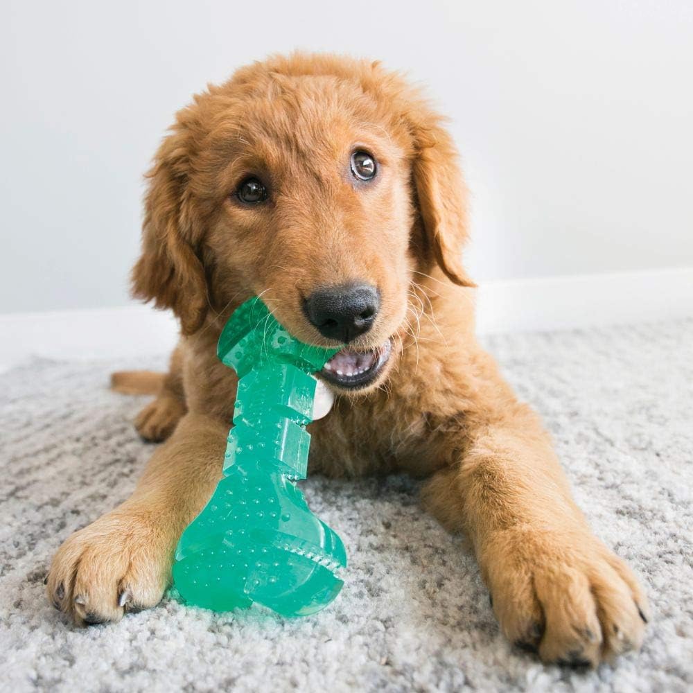 Puppy playing with a green bone-shaped toy on a carpeted floor at Pet Servo