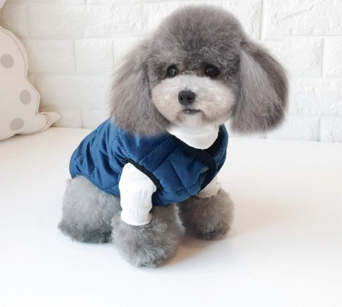 Small dog wearing a blue coat sitting on a white couch at Pet Servo